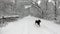 Doberman is running on a snowy road in a winter forest in a slow motion