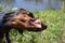 Doberman shakes himself after swimming in the river