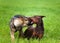 Doberman and shepherd puppys playing in the grass