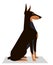 Doberman sits on a white background