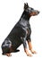 Doberman Sitting