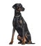 Doberman sitting in studio against white background