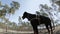 Doberman training in the woods, jumping on the tables