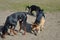 Doberman and two German Shepherd dogs