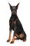 Doberman on white background