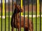 Dobermann Behind Bars