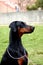 Dobermann black puppy