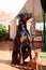 Dobermann and Dobermann Pinscher