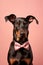 Dobermann dog with bowtie on pastel background