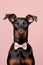 Dobermann dog with bowtie on pastel background