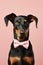 Dobermann dog with bowtie on pastel background