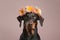 Dobermann dog with flower crown on head on pastel background