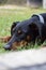 Dobermann dog relaxed on a grassy field surrounded by lush grass and foliage