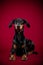 Dobermann lying on red backdrop