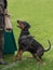 Dobermann with natural ears and tail trainig schutzhund, igp, ipo