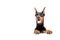 Dobermann pinscher emerging from behind