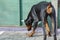 Dobermann puppy with truncated tail looks under  green fence with interest