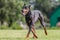 Dobermann running in the field on lure coursing competition