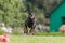 Dobermann running in the field on lure coursing competition