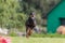 Dobermann running in the field on lure coursing competition