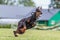 Dobermann running in the field on lure coursing competition