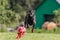 Dobermann running in the field on lure coursing competition