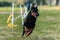 Dobermann running in the field on lure coursing competition