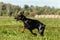 Dobermann running in the field on lure coursing competition