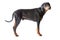 Dobermann on white background