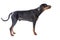 Dobermann on white background