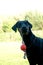 Dobermann young with ball