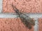 Dobsonfly Corydalus cornutus, large insect bug on brick background