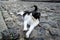 Docile and beautiful black and white cat, posing for the photo on the cobblestone streets of Pelourinho