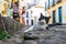 Docile and beautiful black and white cat, posing for the photo on the cobblestone streets of Pelourinho