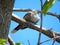 Docile old Tobacco Dove resting smuggly on a branch