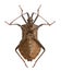 Dock bug, Coreus marginatus