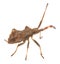 Dock bug, Coreus marginatus nymph isolated