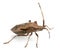 Dock bug, Coreus marginatus, species of squash bug