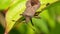 Dock Bug or Dock Leaf Bug, Coreus marginatus