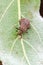 Dock Bug sitting on leaf in meadow