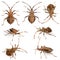 Dock bugs, Coreus marginatus, species of squash