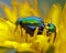 Dock leaf beetle, Gastrophysa viridula mating