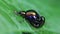 Dock leaf beetle at mating