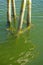 Dock pilings in clear clean waters on the New England Coast