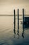 Dock pilings in a lake with seagull, romantic scene, b&w