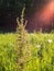 Dock plant at green hay field with backlight lens flare