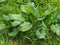 Dock plant Rumex obtusifolius in a grassy field