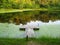 Dock on a Tranquil Pond