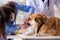 Doctor and assistant checking up golden retriever dog in vet cli