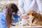 Doctor and assistant checking up golden retriever dog in vet cli